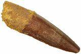 Fossil Spinosaurus Tooth - Real Dinosaur Tooth #312907-1